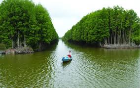 rừng ngập mặn cà mau